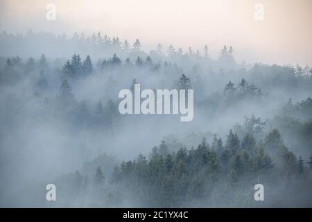 12 giugno 2020, Schwitten (Hessen): La nebbia è presto al mattino sopra gli alberi di abete rosso nella foresta vicino Schwitten Seelenberg. | utilizzo in tutto il mondo Foto Stock