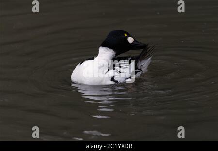 goldeneye che predica su uno stagno Foto Stock