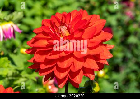 Dahlia 'Taratahi Ruby' una pianta di fiori perenni erbacei rossi tuberi-rossi d'estate Foto Stock