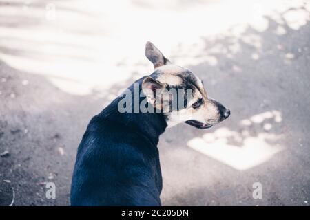 Vista ad alto angolo di un cane in colori nero e marrone. Messa a fuoco selettiva. Spazio di copia. Foto Stock