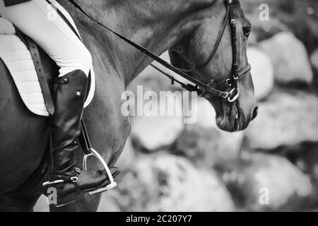 Immagine in bianco e nero di un cavallo in munizioni sportive con un pilota in stivali neri con speroni seduti in sella. Foto Stock