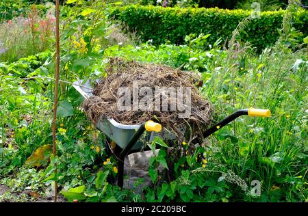 carriola piena di rifiuti da giardino, norfolk, inghilterra Foto Stock