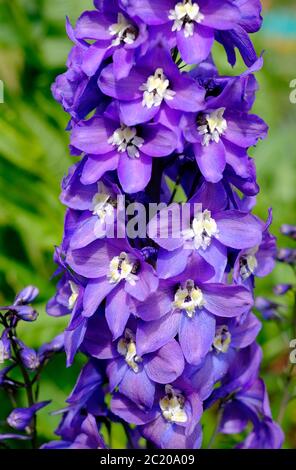 fiori blu delfinio in giardino, norfolk, inghilterra Foto Stock