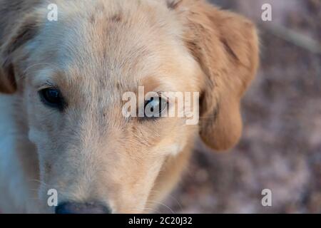 Golden Retriever cane guardando fotocamera Foto Stock