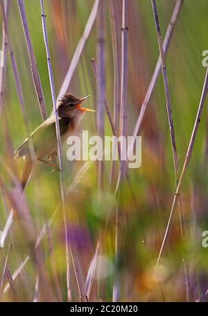 Stagno Warbler Acrocephalus scirpaceus da Federsee n. 4 Foto Stock