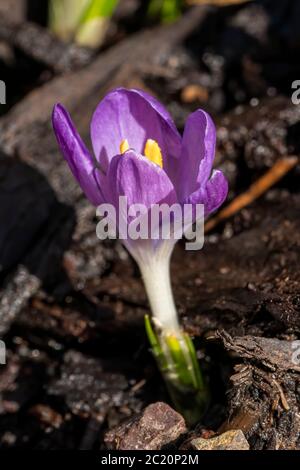 Crocus tommasianus 'Whitewell Purple' una pianta di fiori di primavera viola Foto Stock
