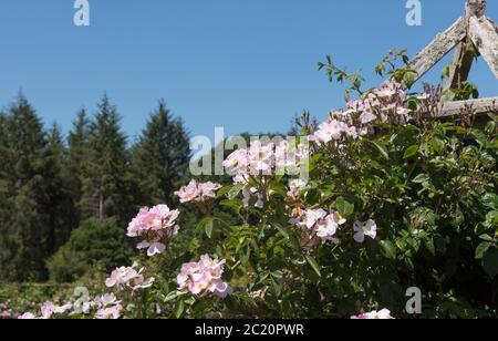 Estate fioritura Rosa Rose rampicante Arrampicata su una Pergola di legno con un cielo blu luminoso sfondo in un Country Cottage Giardino in Devon Rurale, Engles Foto Stock