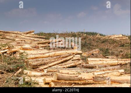 Raccolta del legname Carmarthenshire Galles Foto Stock