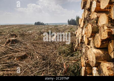 Raccolta del legname Carmarthenshire Galles Foto Stock