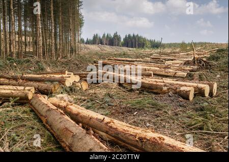 Raccolta del legname Carmarthenshire Galles Foto Stock