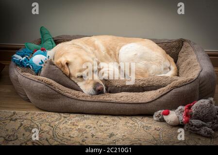 Il cane Golden labrador addormentato. Foto Stock