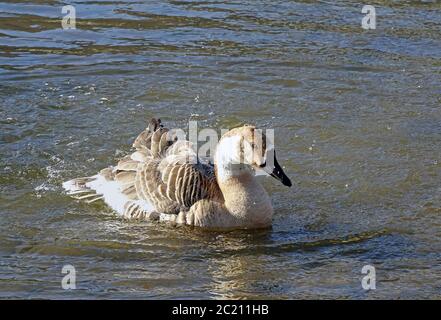 Swan Goose,Anser,cygnoides,'Anser cygnoides,' Heidelberg,Wasgar Bird,Neckar,GansBadende Swan gans Anser cygnoides sul Neckar Foto Stock