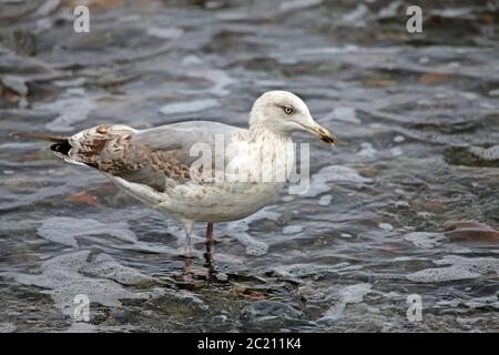 Iungbird del gabbiano d'argento Larus argentatus dal Mar Baltico vicino Ahrenshoop Foto Stock