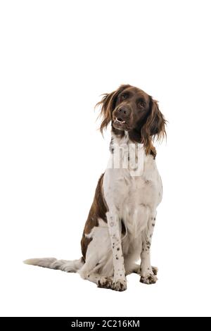 Ritratto di un piccolo cane di munsterlander femmina di due anni ( heidewachtel ) seduto isolato su sfondo bianco Foto Stock
