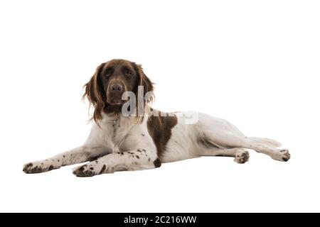 Ritratto di un piccolo cane di munsterlander femmina di due anni ( heidewachtel ) sdraiato su fondo bianco Foto Stock