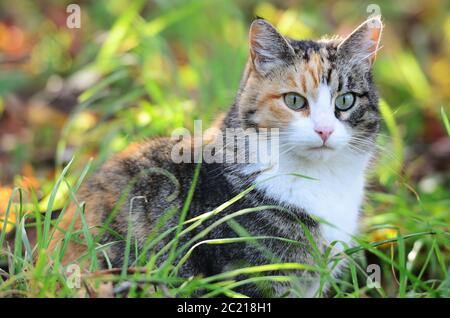 Tricolore cat seduto su un prato soleggiato Foto Stock