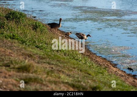 Anser anser - famiglia di oche Greylag sull'acqua III in acqua. Hickling NWT, maggio 2020 Foto Stock