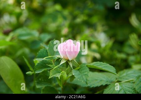 Fiori di Dogrose (Rosa canina) che crescono in un giardino di campagna durante l'estate, Yorkshire orientale, Inghilterra, UK, GB. Foto Stock