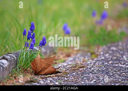 Gli shyazinth dei vigneti Muscari botryoides fioriscono sulla strada alla fine di marzo Foto Stock