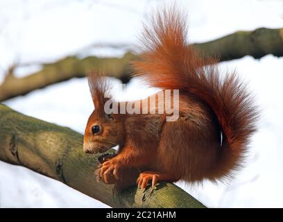 Scoiattolo rosso marrone Sciurus vulgaris con noce Foto Stock