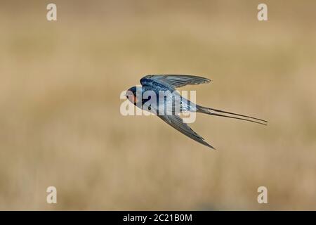 Fienile inghiottire nel suo habitat in Danimarca Foto Stock