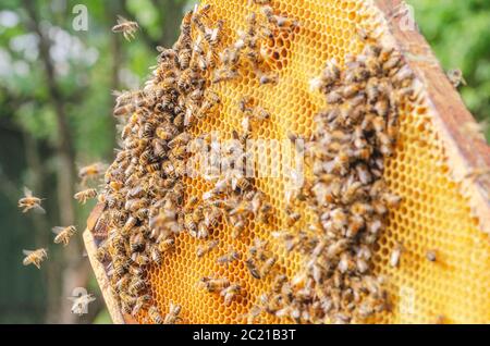 Le api operose sul nido in apiario Foto Stock