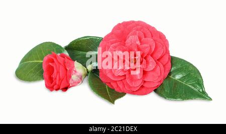 Japanese camellia Foto Stock