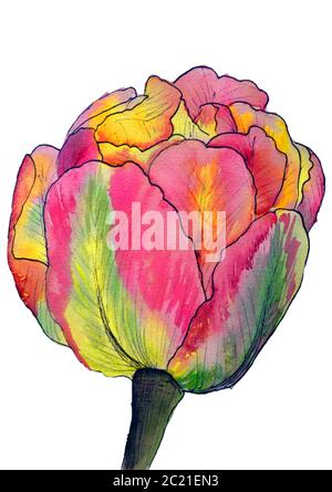 Acquerello magico fiore tulipano isolato su sfondo bianco.Fiore di amore.Rosa, rosa, viola, viola, petali rossi Foto Stock