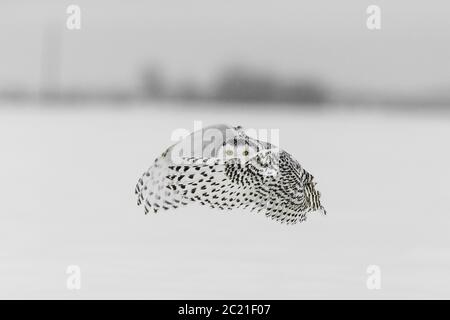 Pulo nevoso (Bubbo scandiacus) nella neve, Ontario, Canada Foto Stock