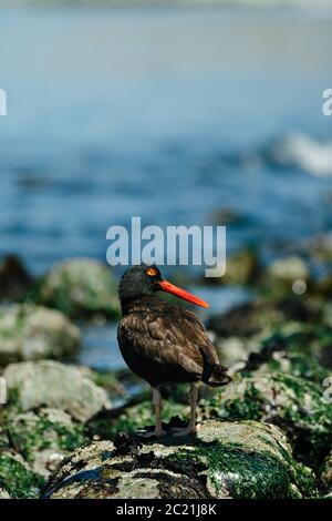 Vista da dietro di un Oystercatcher nero su una roccia Washington Shore Foto Stock