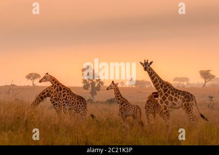 Una giraffa di Rothschild torre ( Giraffa camelopardalis rothschildi) in una bella luce all'alba, Murchison Falls National Park, Uganda. Foto Stock