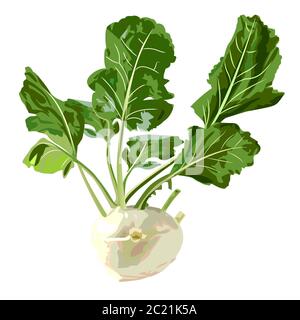 kohlrabi vegetale. Illustrazione vettoriale isolata Foto Stock