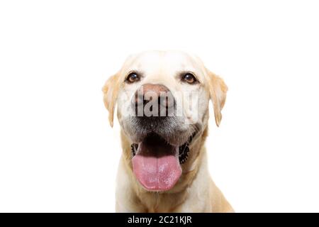 Cane anziano e felice Golden Retriever con lingua fuori. Isolato su sfondo bianco. Foto Stock