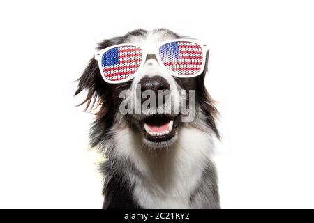 Giorno di indipendenza 4 luglio felice cane collie di confine. Isolato su sfondo bianco. Foto Stock