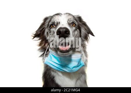 Cane cucciolo che indossa in modo adorante una maschera facciale per proteggere da infezioni o inquinamento atmosferico, Coronavirus . Foto Stock
