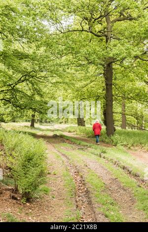 Una Signora che indossa un cappotto rosso camminando lungo un sentiero attraverso un bosco di faggi in piena foglia in una giornata di sole. Staffordshire Inghilterra Regno Unito. Foto Stock