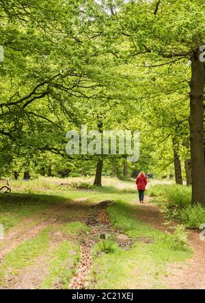 Una Signora che indossa un cappotto rosso camminando lungo un sentiero attraverso un bosco di faggi in piena foglia in una giornata di sole. Staffordshire Inghilterra Regno Unito. Foto Stock