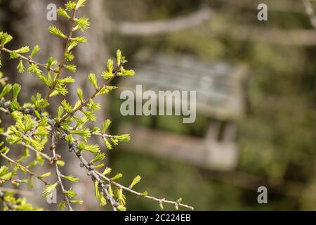 ramo albero di primavera sullo sfondo di casa degli uccelli sfocati. concetto - risveglio della natura Foto Stock