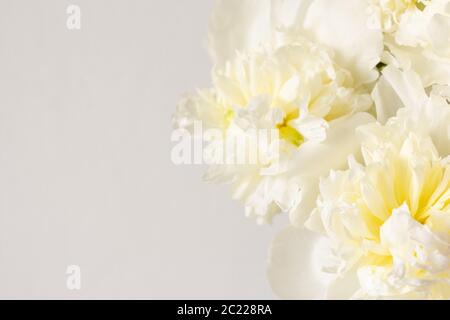 Bel bouquet di peonie, bianco peonie sfondo floreale Foto Stock