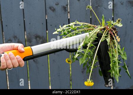 Lavori stagionali in cantiere. Dispositivo meccanico per la rimozione delle erbacce del dente di leone tirando la radice del rubinetto. Controllo delle erbacce. Foto Stock