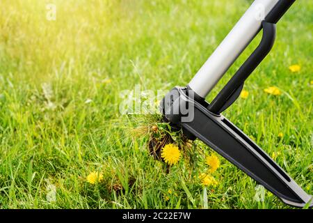 Lavori stagionali in cantiere. Dispositivo meccanico per la rimozione delle erbacce del dente di leone tirando la radice del rubinetto. Controllo delle erbacce. Foto Stock