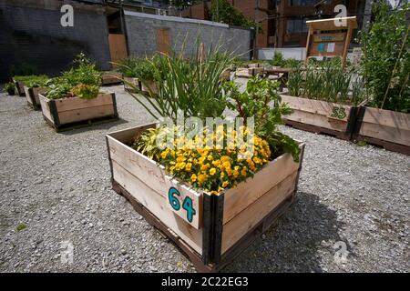 Pansies giallo brillante e piantatrici numerate in legno in un giardino urbano della comunità in un lotto libero, Vancouver, BC, Canada Foto Stock