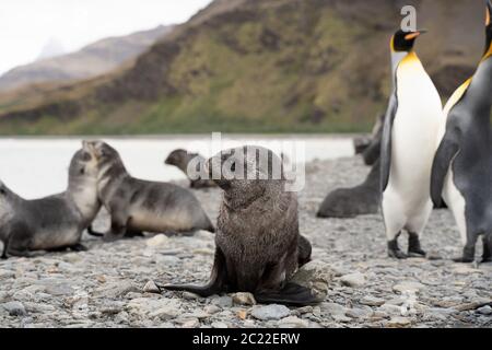 Leoni marini e re pinguini a Fortuna Bay, Georgia del Sud Foto Stock