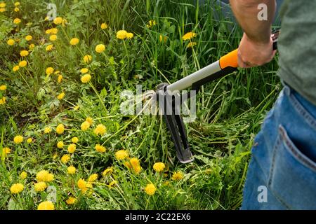 Controllo delle erbacce. Lavori stagionali in cantiere. Dispositivo meccanico per la rimozione delle erbacce del dente di leone tirando la radice del rubinetto. Foto Stock