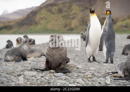 Leoni marini e re pinguini a Fortuna Bay, Georgia del Sud Foto Stock