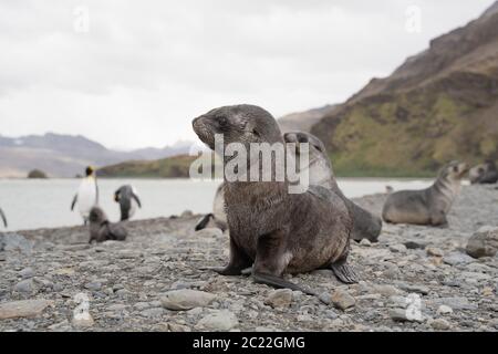 Leoni marini nella baia di Fortuna, Georgia del Sud Foto Stock