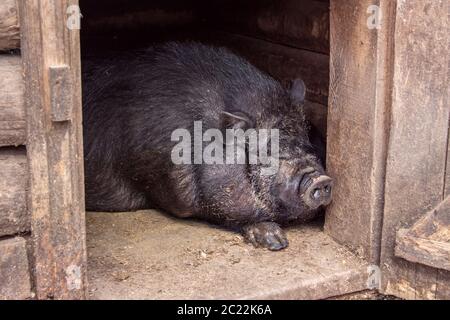 Scrofa riposante in un capannone di legno. Il maiale con la pancia è nel fienile. Big Black Pig dormire in sty in fattoria. L'allevamento di suini è l'allevamento e la riproduzione di P domestico Foto Stock