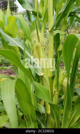Due le pannocchie di granoturco che cresce su una Fiesta granturco dolce pianta tra le lunghe foglie verde - Calico corn Foto Stock