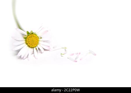 Egli ella ama me daisy Foto Stock