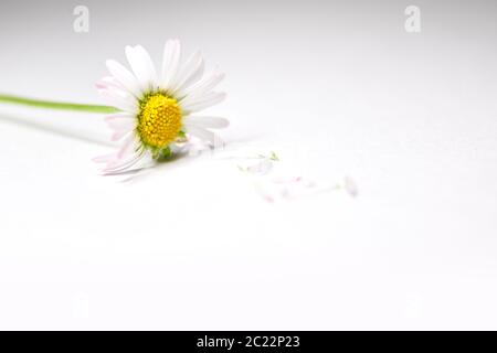 Egli ella ama me daisy Foto Stock